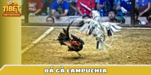 Đá gà Campuchia
