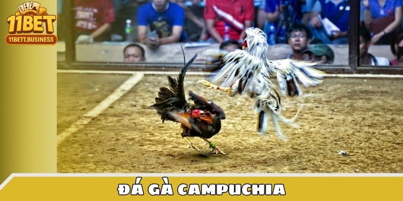 Đá gà Campuchia